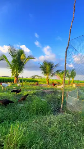 Trời đã se sợi chỉ hồng 🥰🌾#69camau❤️xuhuongtiktok #flypシ #flypシ 