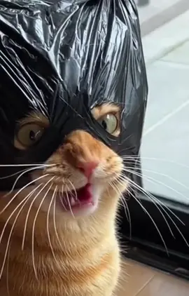 Ai mượn m mở cửa z Sen#xuhuong #meow 