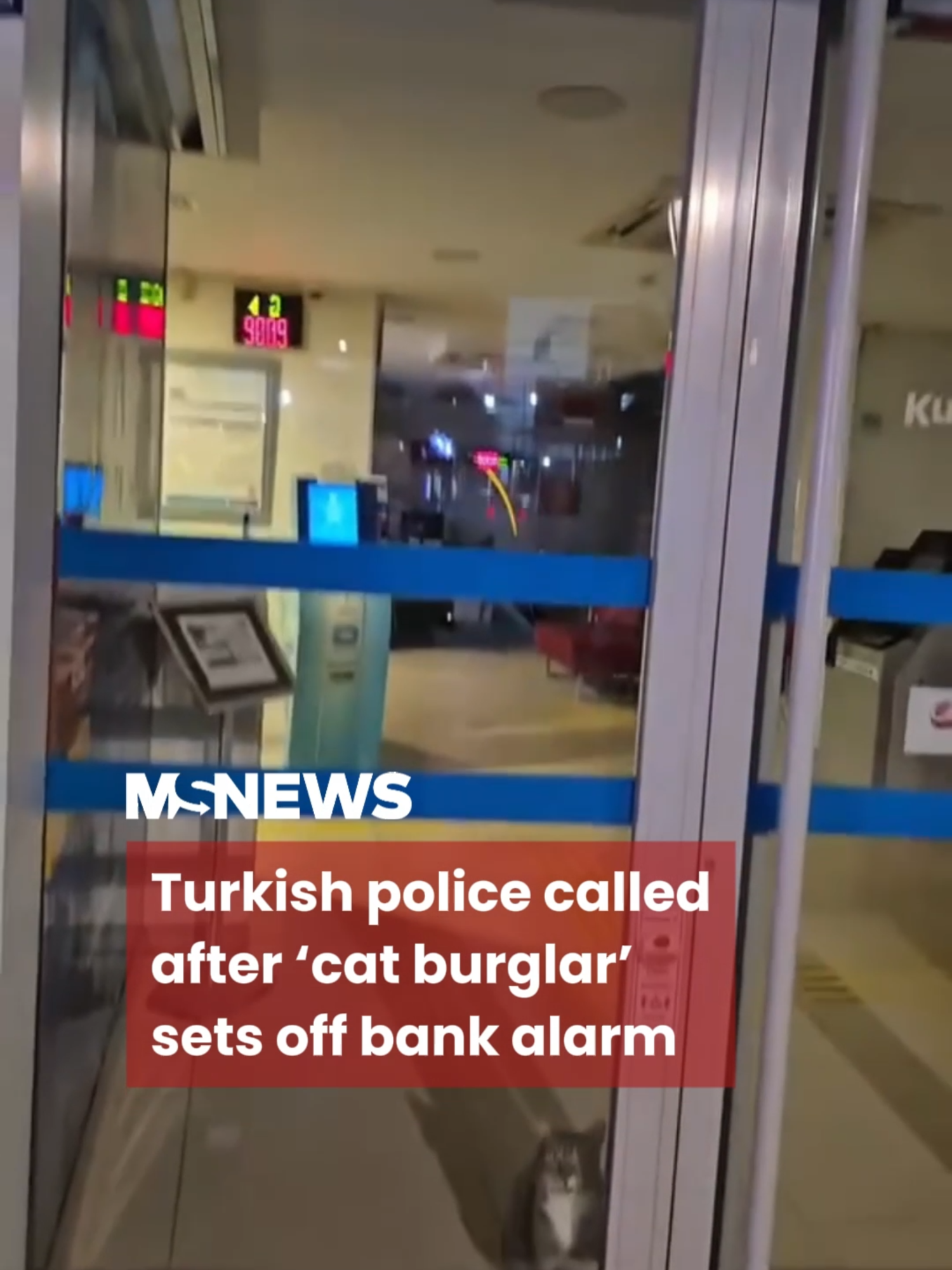 Let the cat out! 😾🚨#mustsharenews #sgfyp #turkey