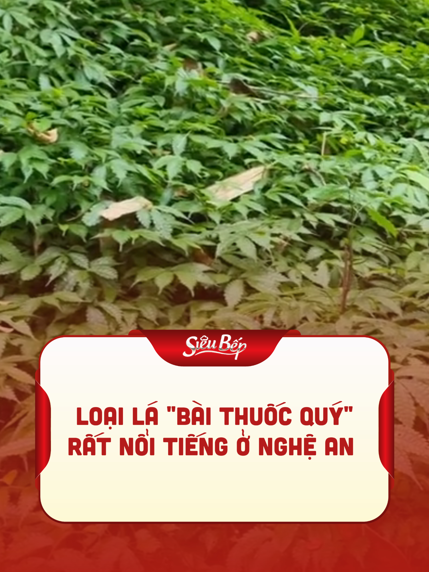 Món quen xứ Nghệ, nhưng công dụng lại như một bài thuốc quý ----------------------------- SIÊU BẾP MÙA 2 – TẬP 4 ⏰ 20h20 Thứ Tư hàng tuần trên HTV7 ▶️ và 21h trên YouTube TVHub, 03.12.2025! #SieuBep #SieuBepMua2 #Tap4 #AmThucVietNam #Vietcoco