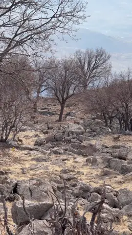 😍🐐#kurdistan #foryou #barzani #dolamari #sherwani 