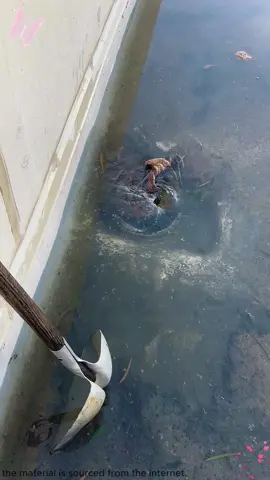 Satisfactory pipe dredging. 😂😂 #dredge #satisfying #oddlysatisfying #asmr #usa  