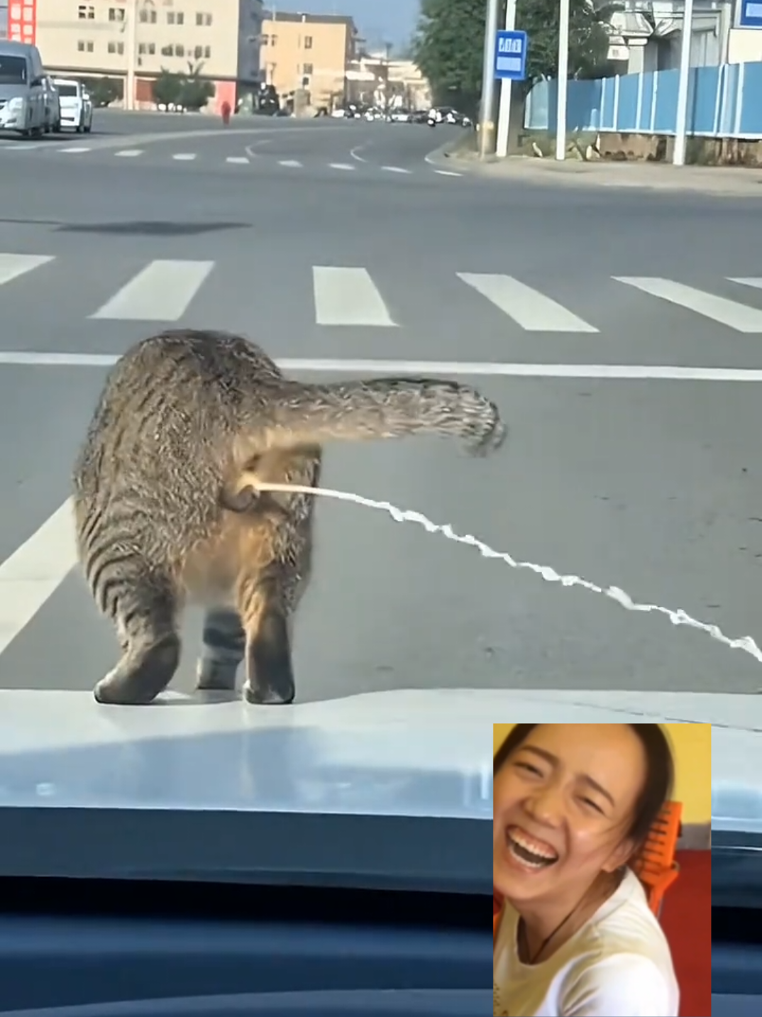 chịu em mèo #quynhkun 