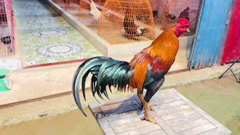 Máy dập kkkkk #traiga #quangnhi 