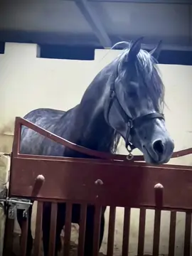 ألــزعيـم 💔💔💔 #خيل_وخياله🐎 @ايـمن المجهد الجميلي🐎 @مصطفى النامس @الاصايل 🐎 @برزان الحمد 💔🥹🥀 @عفر حمد احمد 