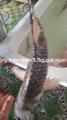 #cásôngthiênnhiên #cácócsông #kháchsạn #ẩmthực #dulịch 