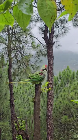 Pa khayest zama da yarr na de khabar sok❤️‍🩹🩵#foryou #foryoupage #viralvideos #naturalist660 #exploredir #@Ibad-ullah roudbari @Saad khan yousafzai @️M U T O 💎 