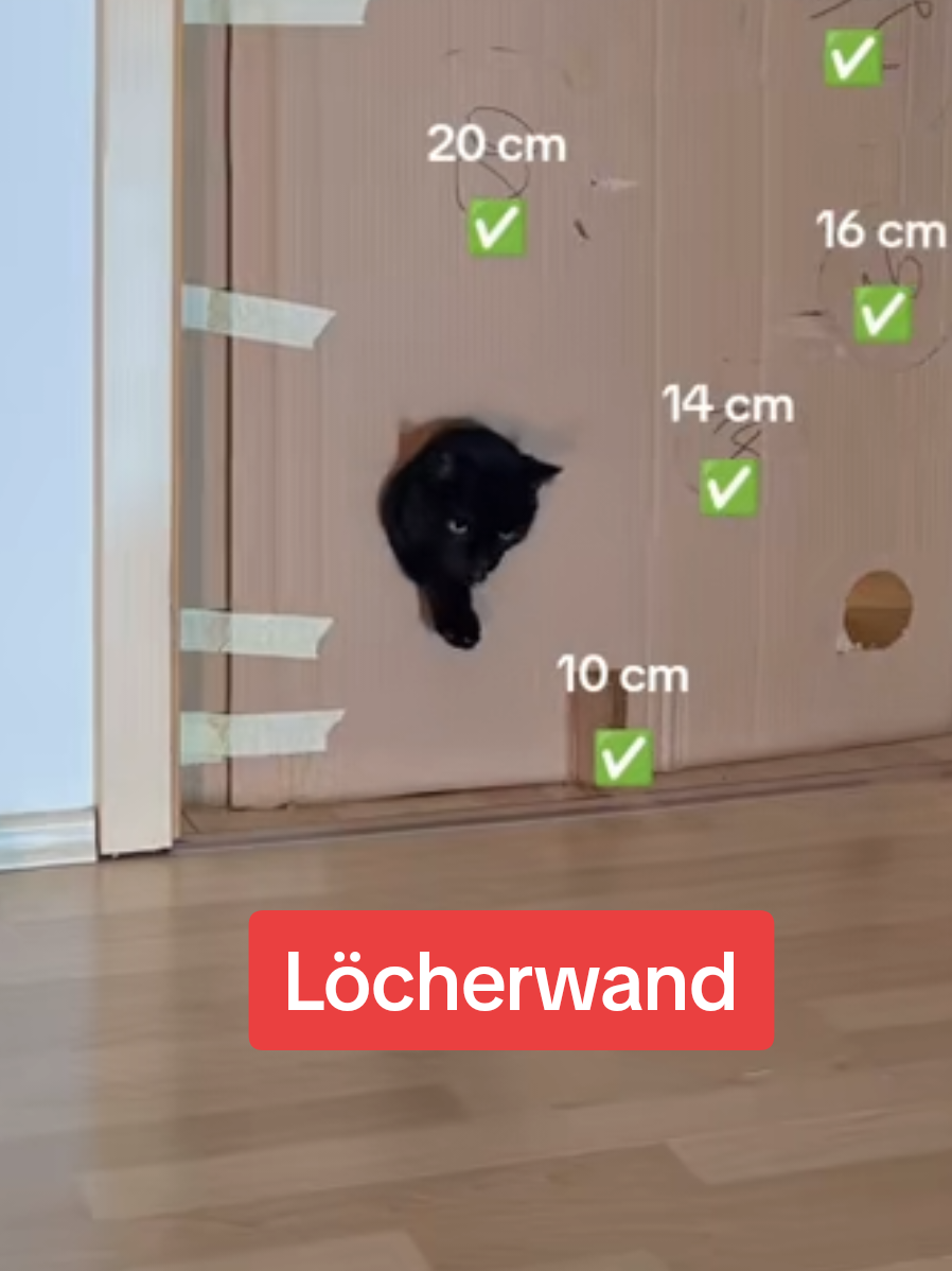 Wie viele Löcher werden durchsprungen? #erinnerung #katzenbeschäftigung #katzenspiel#catenrichment 