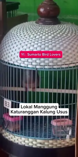 Perkutut Lokal Manggung Katuranggan Kalung Usus #perkutut  #perkututlokal  #perkututlokalkalungusus  #perkututlokalgacor  #perkututlokalmanggung 