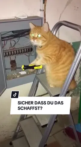 Katze als Elektroniker #witzig #funny #katzenvideos #cats #lustig 