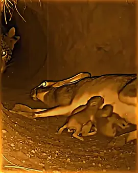 #amimal respect view. ☺☺☺☺#fypシ゚ #fyppppppppppppppppppppppprend guest. first. how. stairs #fyppppppppppppppppppppppprend #