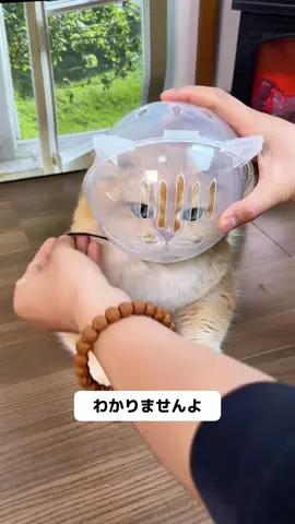 獣医さんおすすめです!このヘッドカバーは本当に猫を振り回すことはありません#猫のヘッドカバーをなめないで#獣医推薦ペット用品#咬傷防止神器#猫 #猫清潔 