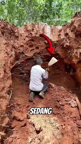 Memanen lebah dari tanah #lebah #serunyabelajar #fyp 