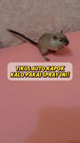 semprotin ini aja bund! tikus auto gamau deket deket lagi😡 #fyp #bacuya #1212bigsale #antitikus #pengusirtikus 