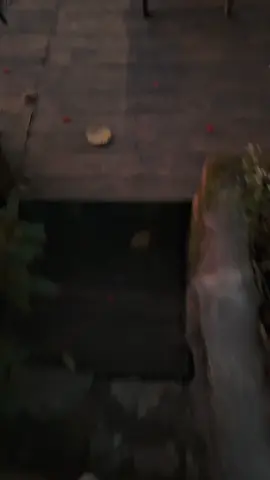 Đà Lạt chuẩn bị vào mùa đẹp nhất rồii mng oi🌤️ #tiemcapheLinh #cafedalat #tiemcaphelinhdalat #Dalat #hoanghondalat 