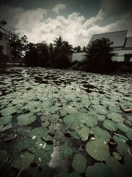 镜子里的花，一辈子都摘不完，水中的花，轻轻一碰，很快就散了! Những bông hoa trong gương, cả đời đều hái không hết, những bông hoa trong nước, nhẹ nhàng chạm vào, rất nhanh sẽ tan biến!