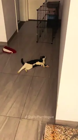 #cat #catsoftiktok #funnycats #catlover 