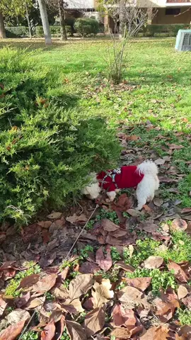 #tayfunmylove❤️❤️❤️ #fypage #fy #byelenaD #🇦🇩 