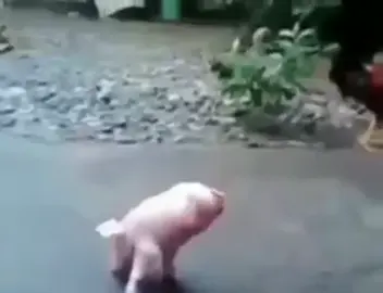 calisthenics #fyp #meme 