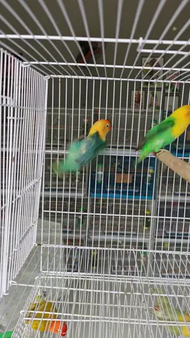 #lovebird siêu cute