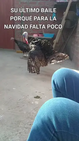 su último bailecito pavito 😂😂#amigosdetiktokx100pre #eetam #evertnayely 