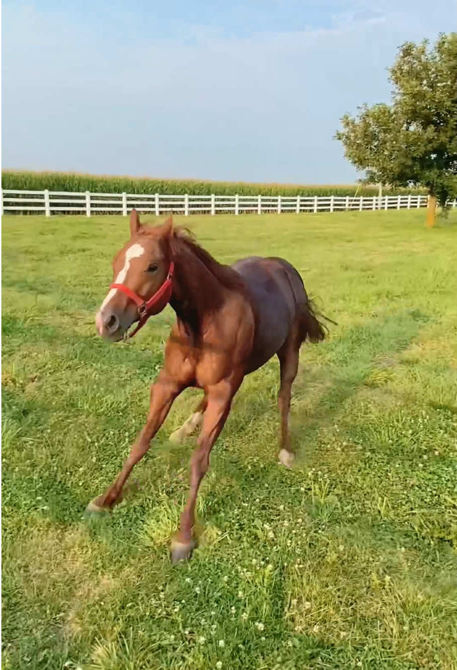 When your horse is more interesting than your siblings🐴😂#fyp #funny #pet#foryou#horse#funnyhorse#horsesoftiktok#usa🇺🇸 #texas 