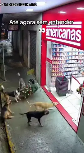 Bairro tranquilo, começando pelo os cachorros 🫵🐶 #fyp #fy #foryou #foryoupage #cachorros 