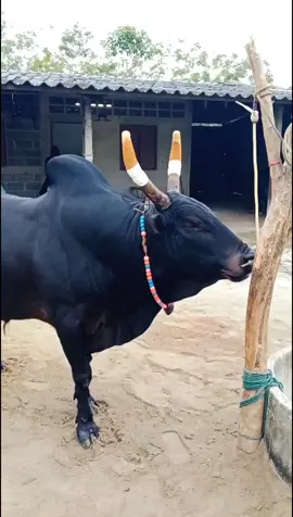 ติดคู่แล้วคับ#โหนดวันครูจอมโหดเพลงสังหาร_อ้ายวันครู #tiktok #ฟีดดดดด #ตรัง 