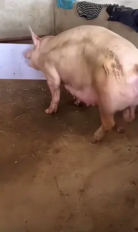 Con heo này bị làm sao vậy ạ các bác #channuoiheo #veterinarian #heocon #farming #boehringeringelheim 