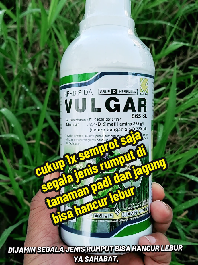 solusi ampuh dan jitu untuk membasmi segala jenis rumput di tanaman padi dan jagung bisa hancur lebur #herbisida #vulgar #racungulma #racunrumput #herbisidapalingampuh 