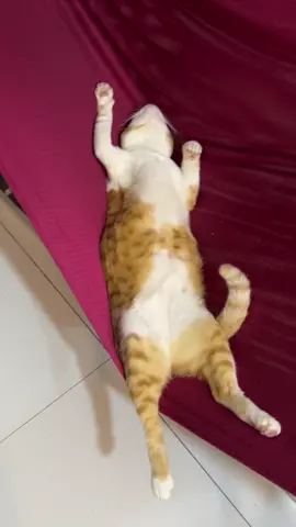 Chắc t cho nó đi học nội trú quá #mayconmeovathangtan 