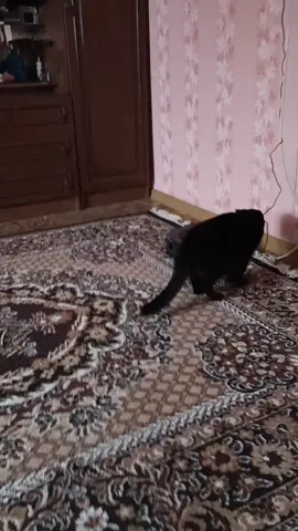 #любимыйпитомец #пушистиквдоме #котики #втренд🔥 #коткосмос 