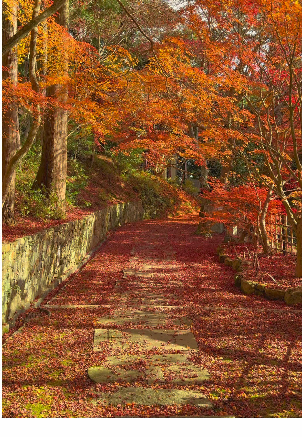 苗秀寺の紅葉に癒された日🥰🍁   📍Myoshu-ji Temple / Kyoto 🗾苗秀寺 植えられたモミジはおよそ約200本あるとも言われ、亀岡市の「もみじ寺」と呼ばれています。 参道が「紅いトンネル」のようになる景観が人気です。 今年は紅葉の絨毯ができており上も下もとても綺麗でした🥰 ✼••┈┈┈┈••✼••┈┈┈┈••✼ ✔🗓2025 / 11 ▪️Beautiful places in japan🇯🇵 ▫️𝙲𝚊𝚖𝚎𝚛𝚊:  iPhone17pro ✼••┈┈┈┈••✼••┈┈┈┈••✼ #京都 #苗秀寺 #kyoto