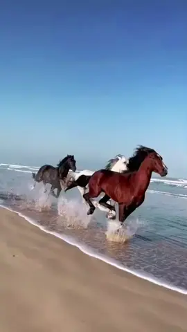 #cavalo #livre #motivacional #foryou 