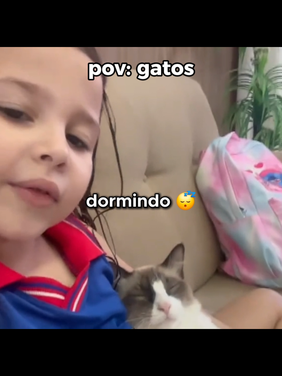 gatos #memes #gatos #perolasbrasileiras #flp 
