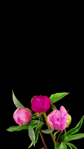 #في هذا اليوم #quran #قران #قران_كريم #capcut 