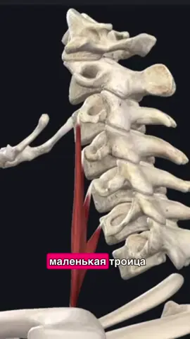 #рек #кинезиология #остеопатия 