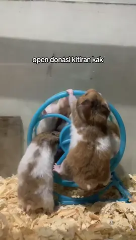 candaaa #hamster #hamsters #funny #animals #fyp 