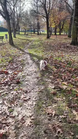 #tayfunmylove❤️❤️❤️ #fypage #fy #byelenaD #🇦🇩 