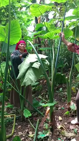 Panen daun talas beneng  #fypシ゚ #talasbeneng #dauntalasbeneng #taroleaves #kangarifchannel 