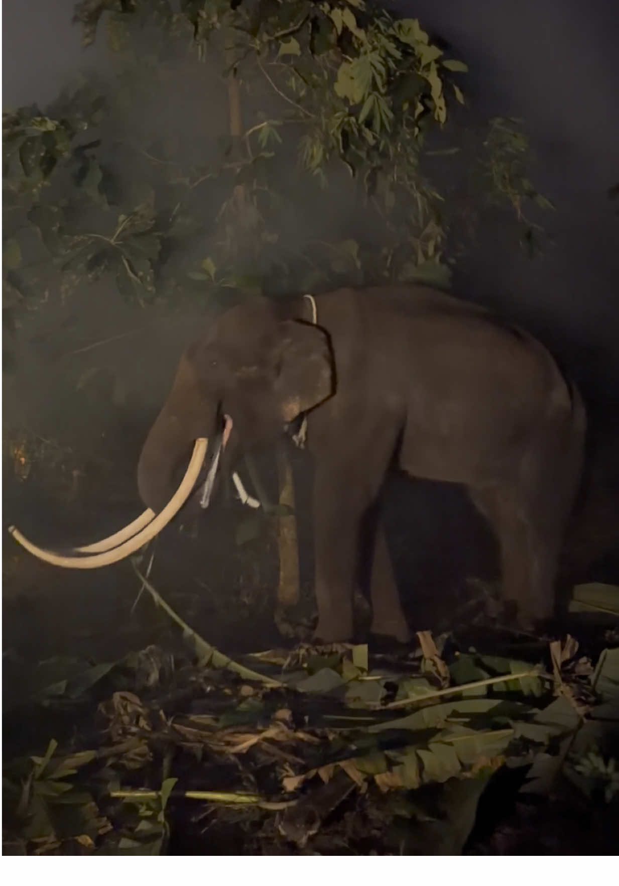 พี่ป๋องถึงพิจิตร อำเภอบึงนาราง บ้านบึงนาราง #พลายเอกสิทธิ์ #พลายป๋อง#elephant #elaphantthailand #ติดต่อ0919464929ควาญแสบ 