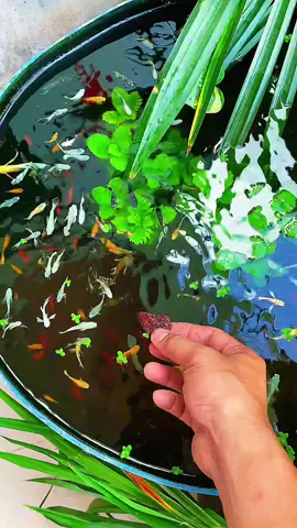 mời các bạn ngắm #kenhcacanh #thuysinhdongian #thuysinh #guppygreen #mully 