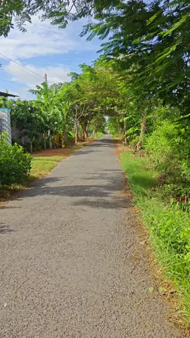 Một người còn thương người kia dứt áo thay lòng #canhdepthiennhien #71bentre_xinchao🌴 #canhdep #binhyen #viral 