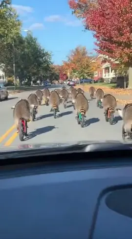 ពួក raccoon ជិះកង់