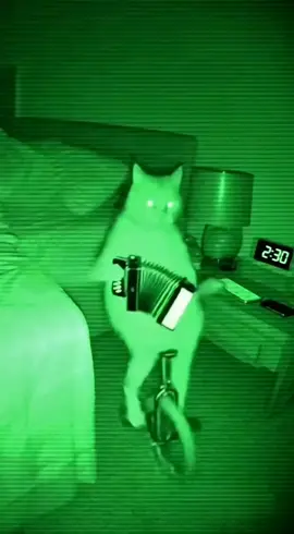 Does Your Chubby Orange Cat Act Like This at Night?! (Part 3)  😹🎶🚲 #cat #funny #aicat #accordion #fyp 