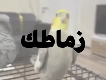 هيبه زماطك ياماو! #اغاني #اغاني_عراقيه #fyp #مالي_خلق_احط_هاشتاقات 