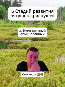 Ежик красный #меллстрой #меллстроймем #ежиккрасный #яужекрасный #fyp