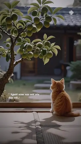 Người năm xưa nói yêu đâu rồi...! #nhactamtrang #buonmotxiu_0809 #xuhuong2025 