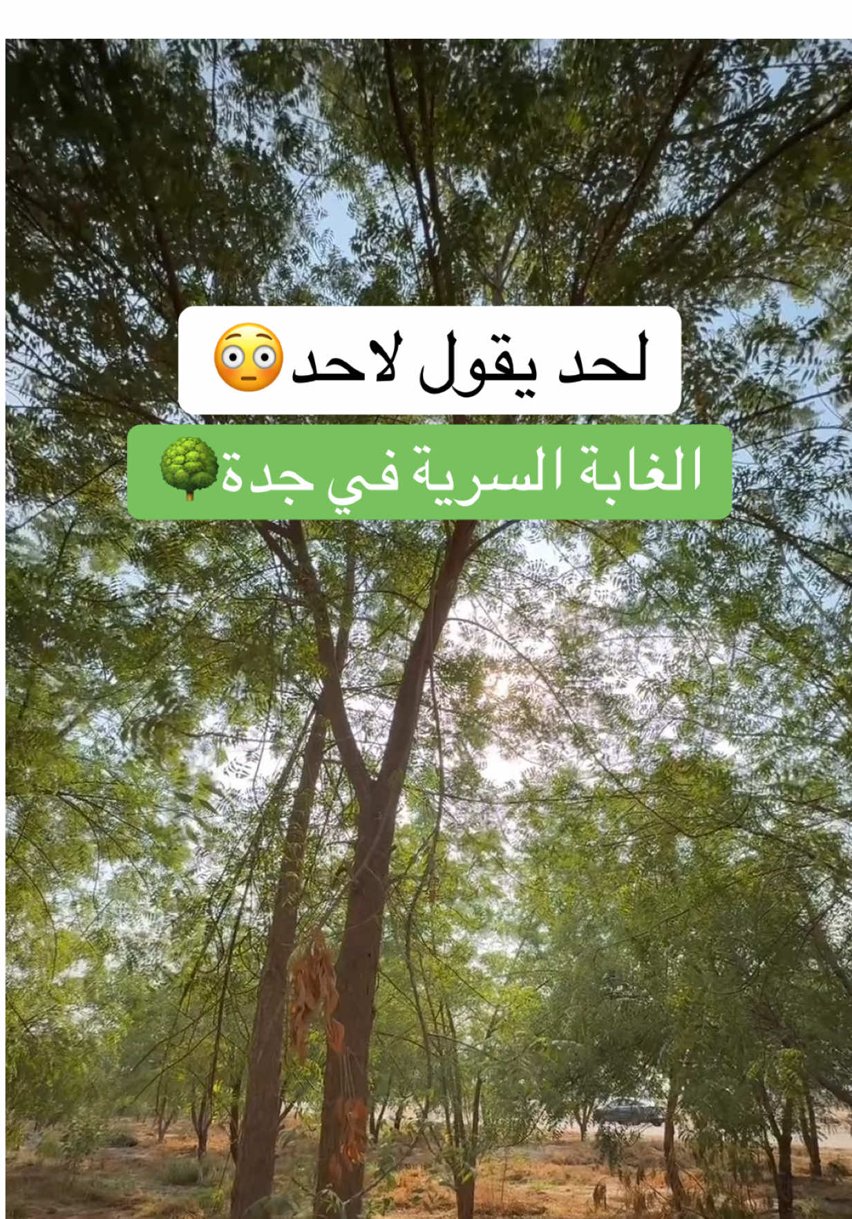 الغابة مريحة للنفس حرفياً ولا غلطة أنصحكم تزورونها 🌳😍😍 #جدة #جدة_الان #حديقة #ترند #غابة  مادة غير إعلانية 