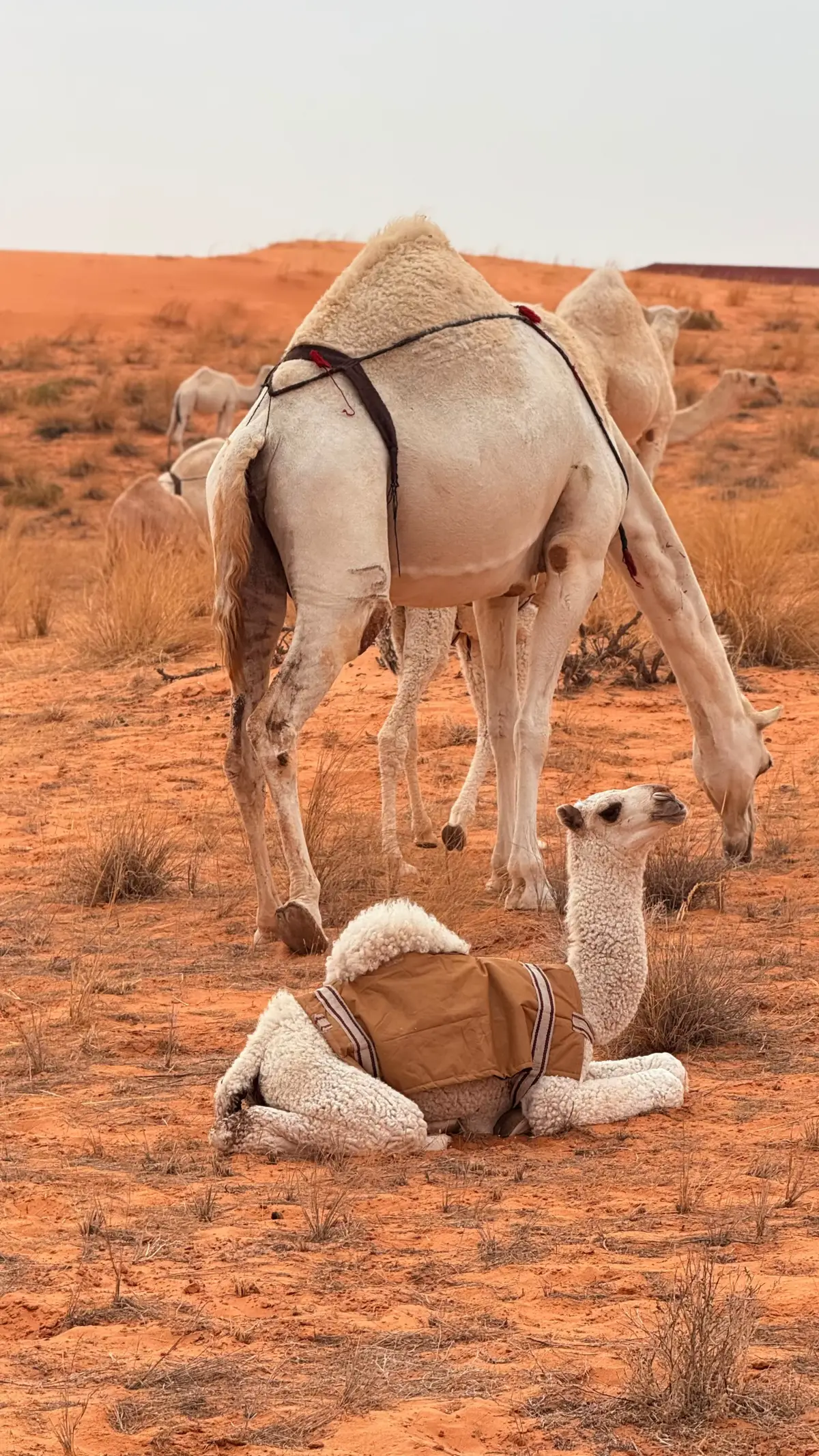 #الوضح_عطايا_الله #محمية_الامام_تركي #تصويري📷 #ربيعه_ديار_شمر #لينه 